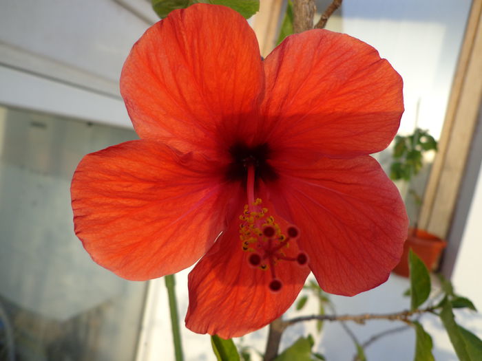 DSC00387 - HIBISCUS  2015