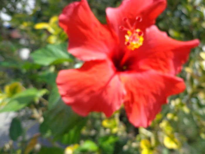 DSC00437