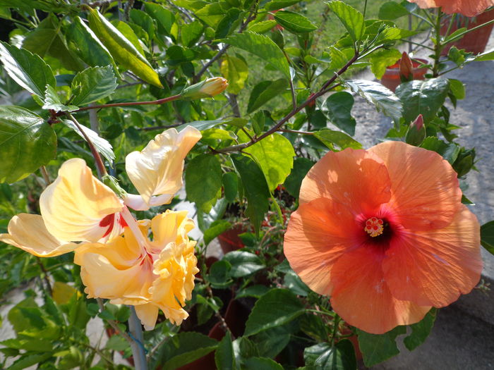 DSC00460 - HIBISCUS  2015