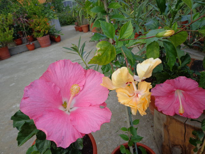 DSC00482