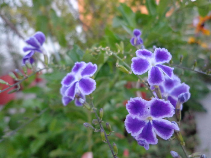 DSC00341
