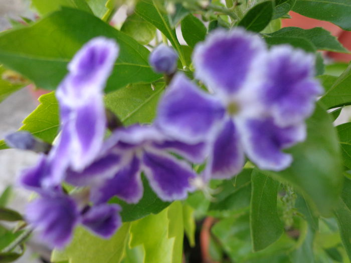 DSC00393