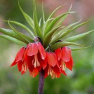 bulbi-fritillaria-rubra-000000-150x150