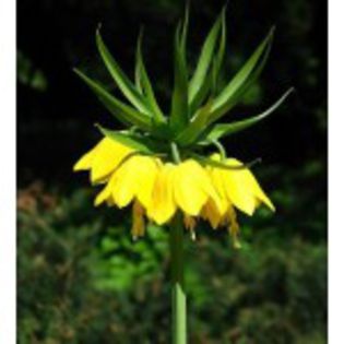 fritillaria_imperialis_lutea-150x150