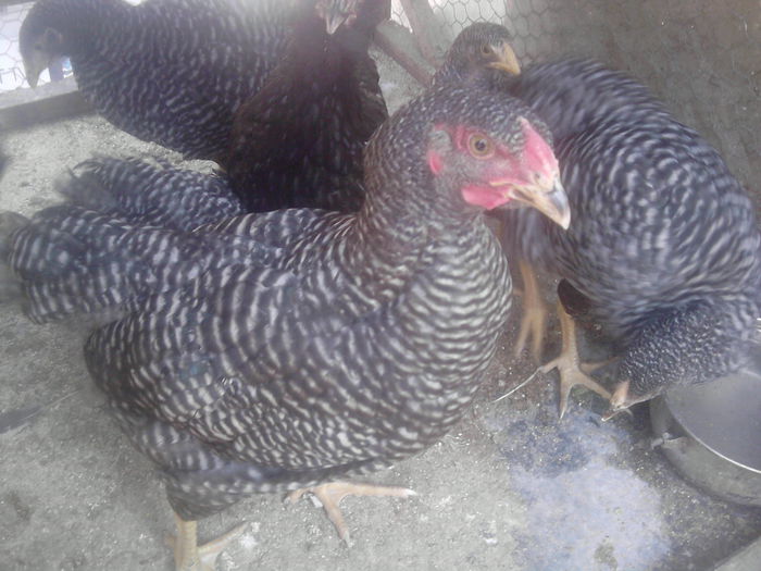 P220915_13.31_[01] - pui 2015