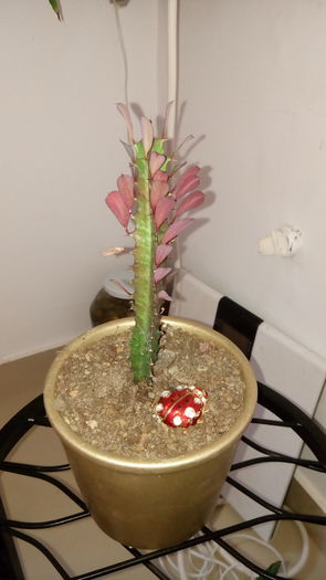 Euphorbia trigona - SUCULENTE