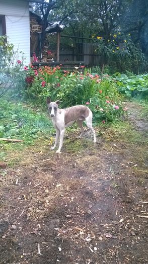 WP_20150922_004 - CHIKY WHIPPET