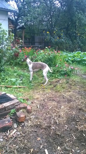 WP_20150922_008 - CHIKY WHIPPET