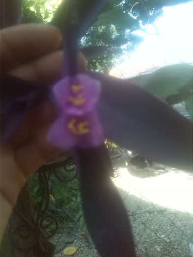 oare cum se numeste?