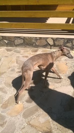 WP_20150411_002 - LIZUCA WHIPPET