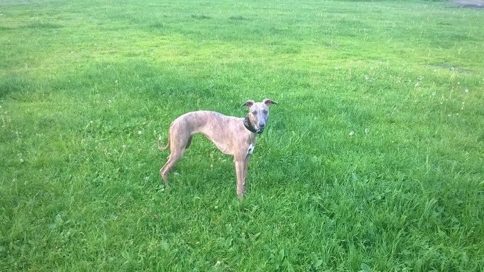 635681617260068066 - ALMA WHIPPET