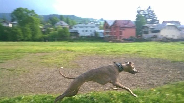 635681618528358523 - ALMA WHIPPET