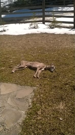 WP_20150411_001 - ALMA WHIPPET