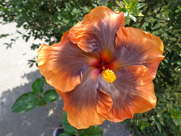 DSC00258 - A-HIBISCUS 2015-1