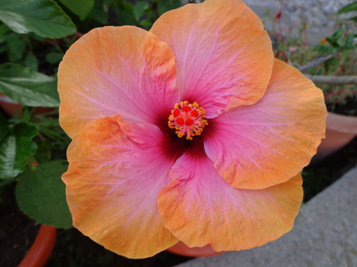 DSC00288 - A-HIBISCUS 2015-1