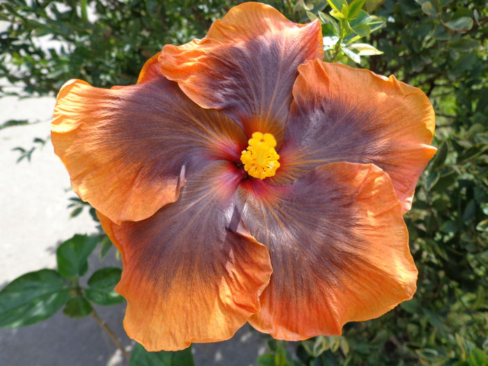 DSC00261 - A-HIBISCUS 2015-1