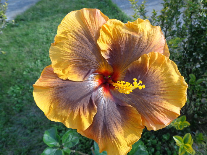 DSC00296 - A-HIBISCUS 2015-1