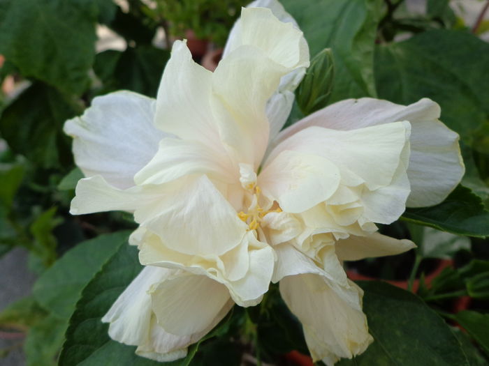 DSC00292 - A-HIBISCUS 2015-1