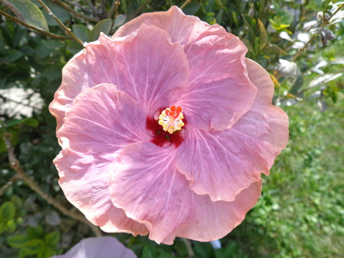 DSC00378 - A-HIBISCUS 2015-1