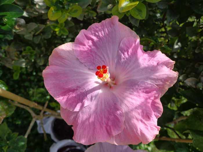DSC00379 - A-HIBISCUS 2015-1