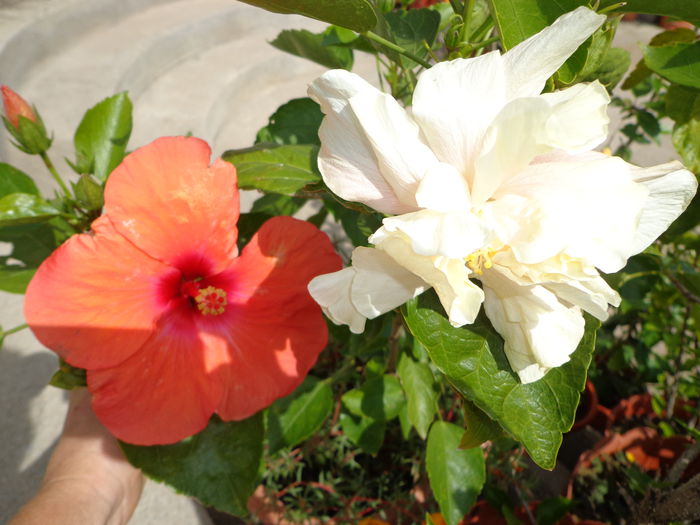 DSC00287 - A-HIBISCUS 2015-1