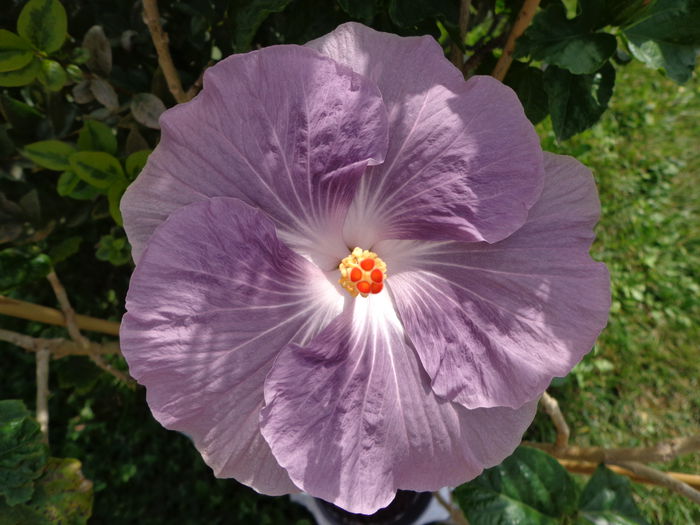 M . M. BLUE. - A-HIBISCUS 2015-1