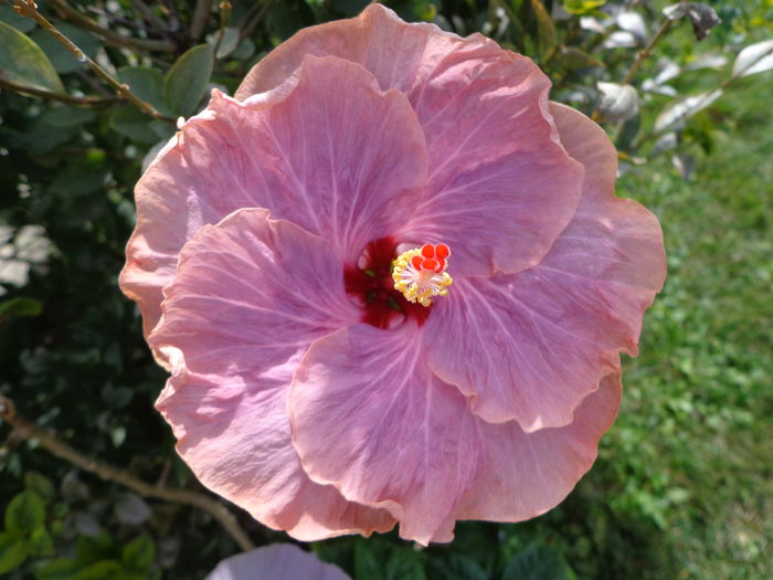SEA GRAPE - A-HIBISCUS 2015-1