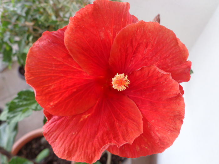 DSC00410 - A-HIBISCUS 2015-1