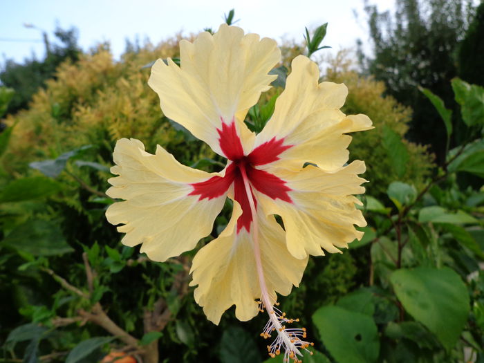 DSC00495 - HIBISCUS SYLVIA GOODMAN