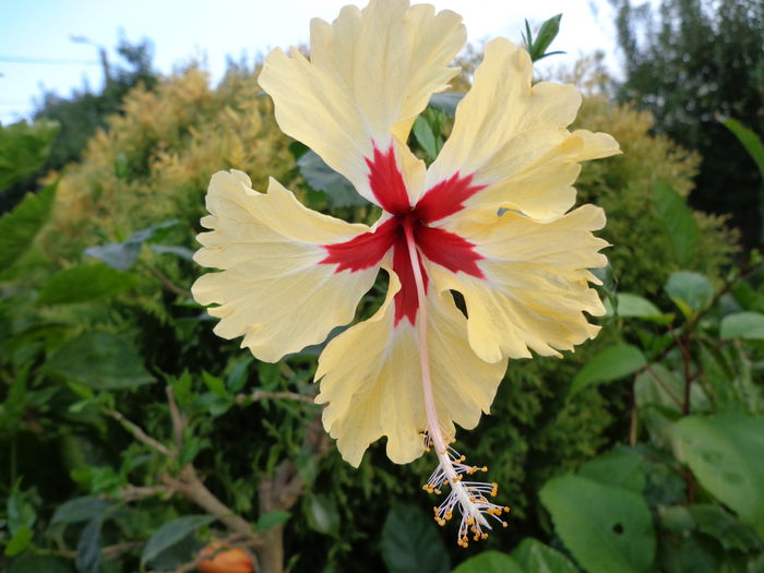 DSC00496 - HIBISCUS SYLVIA GOODMAN