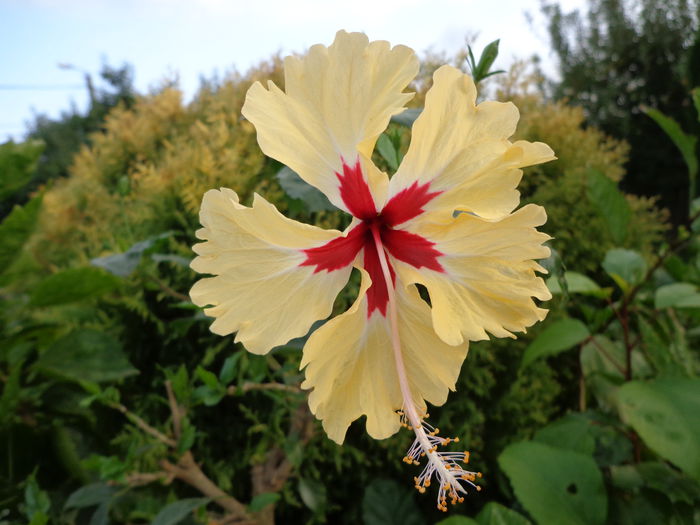 DSC00497 - HIBISCUS SYLVIA GOODMAN