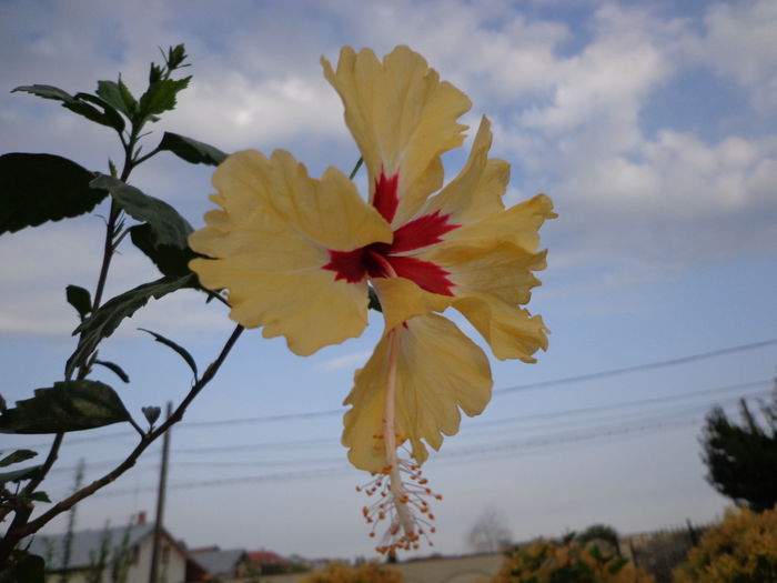 DSC00501 - HIBISCUS SYLVIA GOODMAN