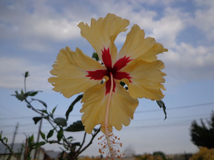 DSC00500 - HIBISCUS SYLVIA GOODMAN