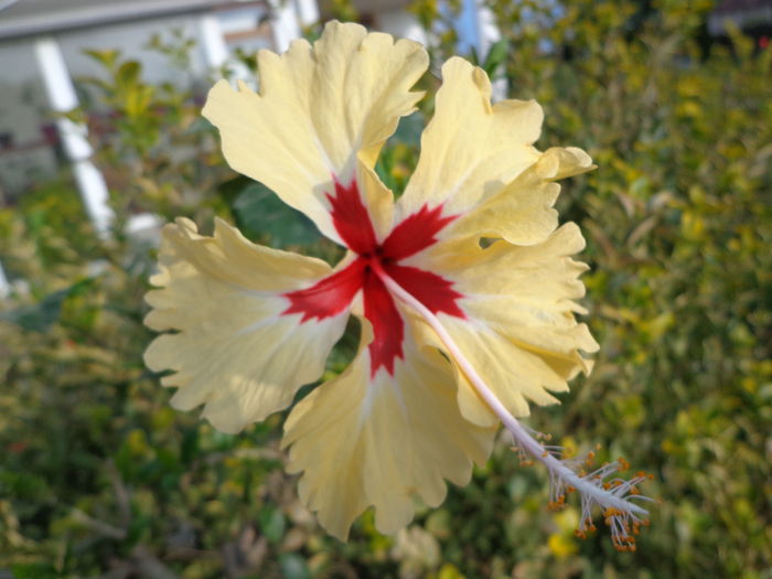 DSC00467 - HIBISCUS SYLVIA GOODMAN