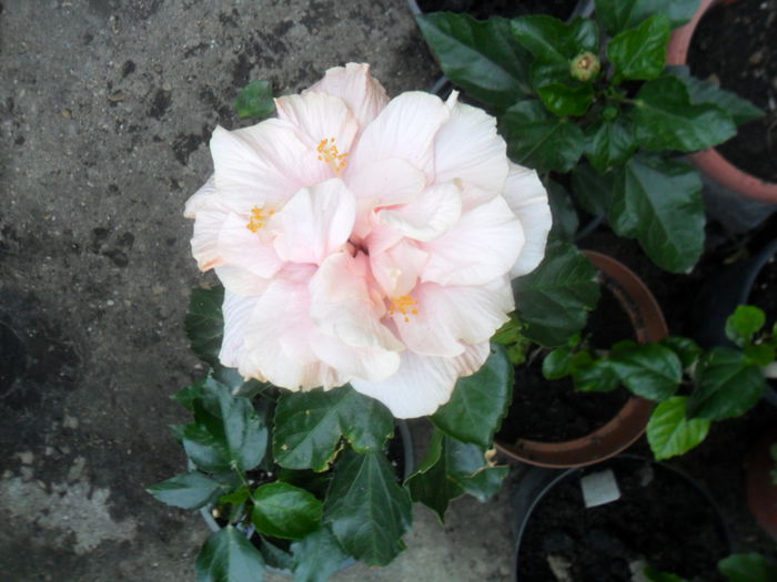 SAM_0322 - hibiscusi 2015-7