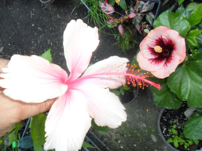 SAM_0309 - hibiscusi 2015-7