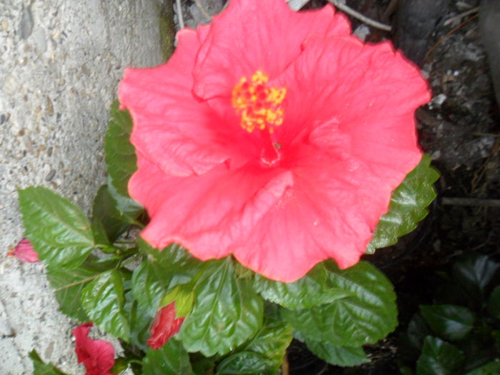 SAM_0305 - hibiscusi 2015-7