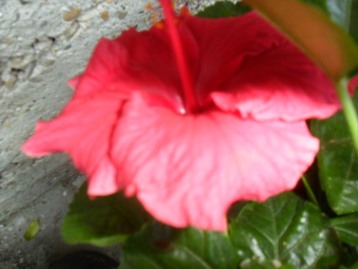SAM_0304 - hibiscusi 2015-7