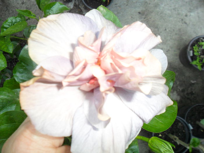 SAM_0291 - hibiscusi 2015-7