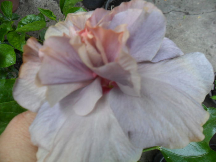 SAM_0290 - hibiscusi 2015-7
