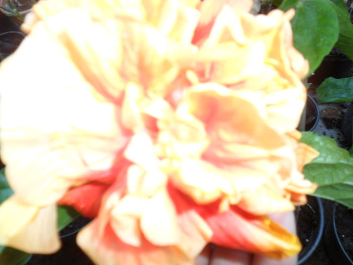 SAM_0274