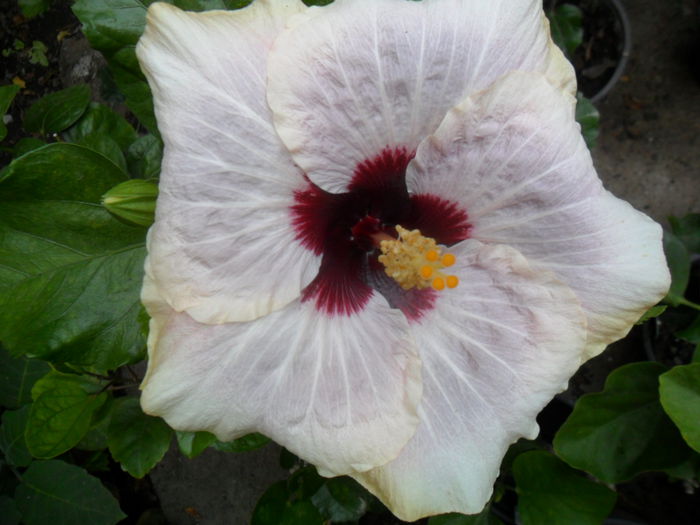 SAM_0260 - hibiscusi 2015-7