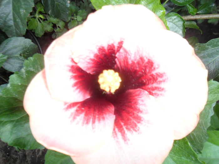 SAM_0254