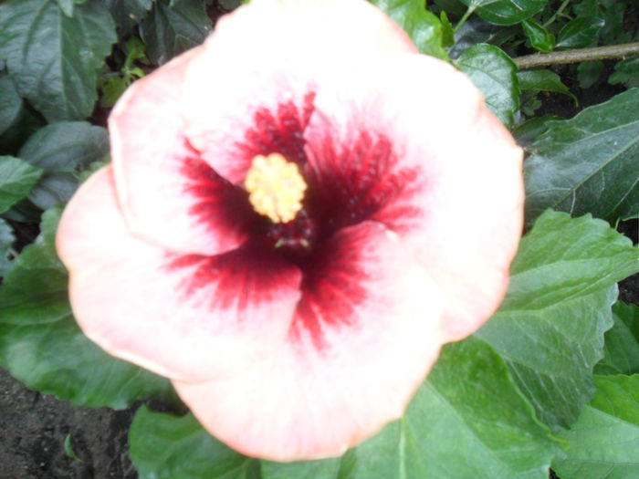 SAM_0253