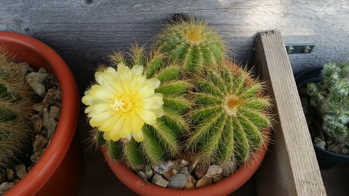 parodia claviceps - cactusi 2015