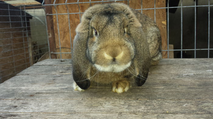 din fem.hasen si masculul 6 - Z mascul 3 berbec agouti