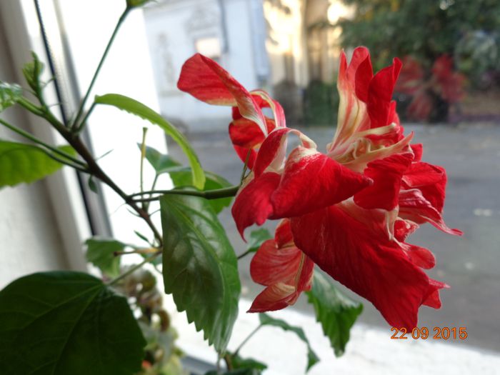 DSC01998 - Hibiscus baptista