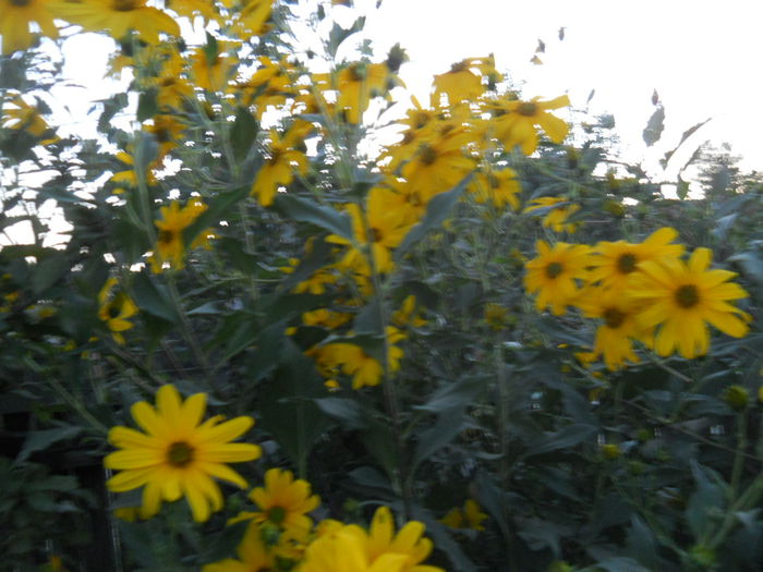 helianthus giganteum