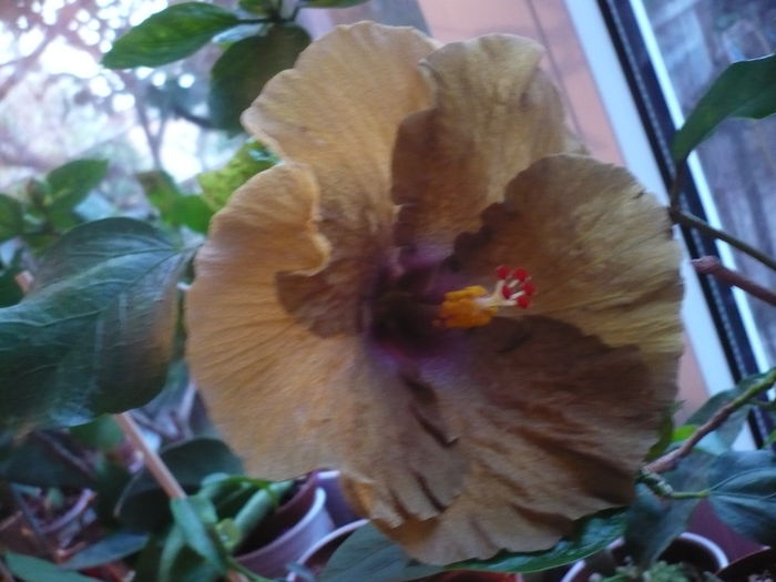 Wallflower