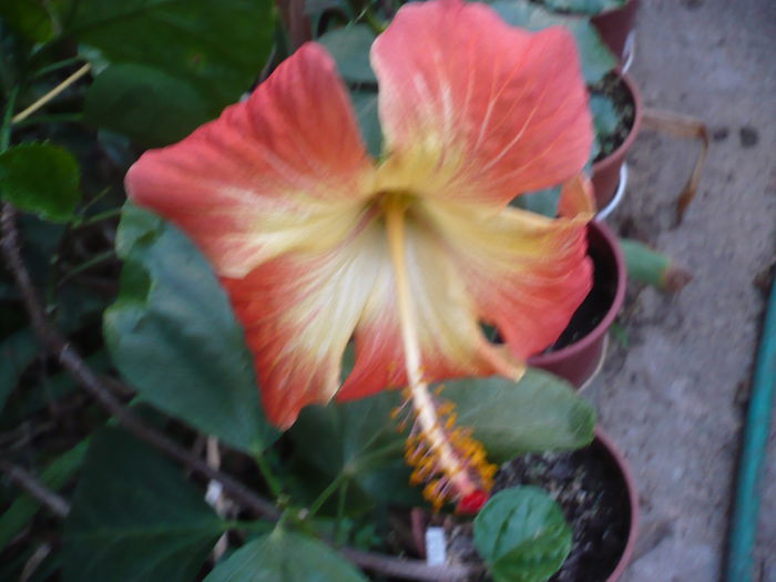 P1240202